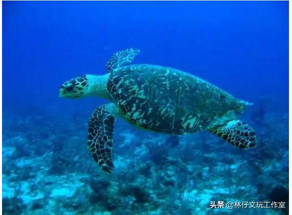 玳瑁保持颜色是如何处理的,为什么玳瑁一般人最好别碰