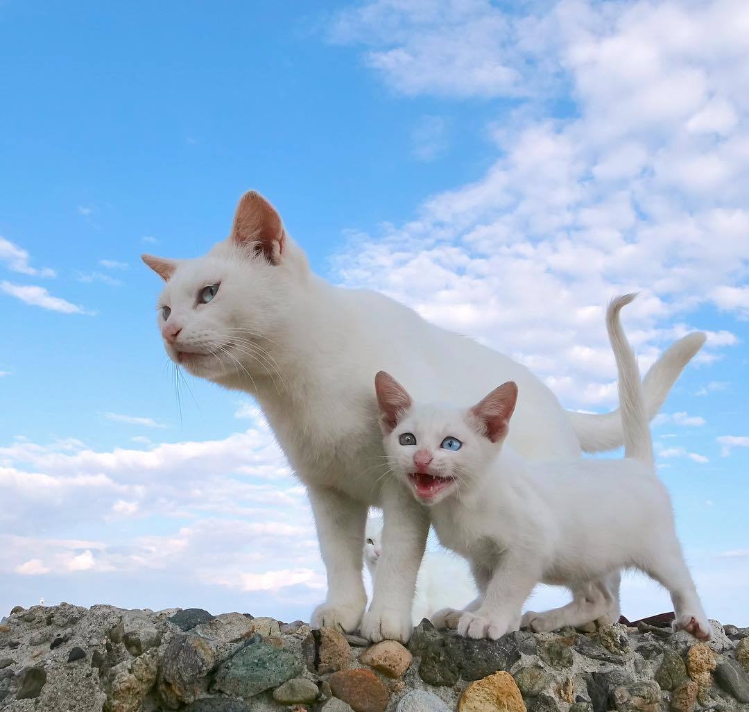 英短杂交中华田园猫,怎样鉴别中华田园猫