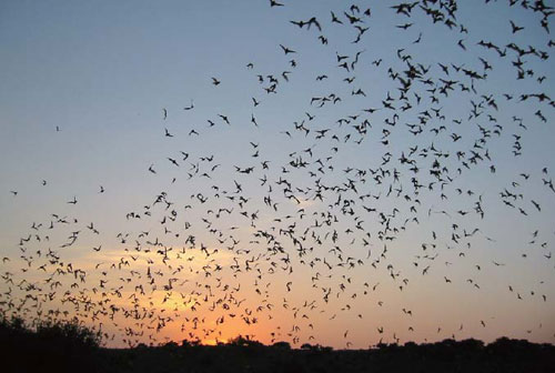 70万只蝙蝠入侵澳洲在什么时间,70万只蝙蝠入侵澳洲是真还是假