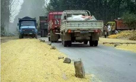 收麦子麦子被雨淋了还得晒几天,麦子收回来为什么要先晾晒