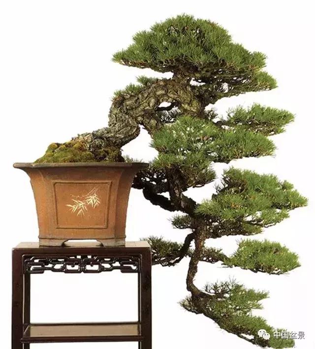 一组盆景佳作欣赏,斜杆式飘枝盆景图片欣赏