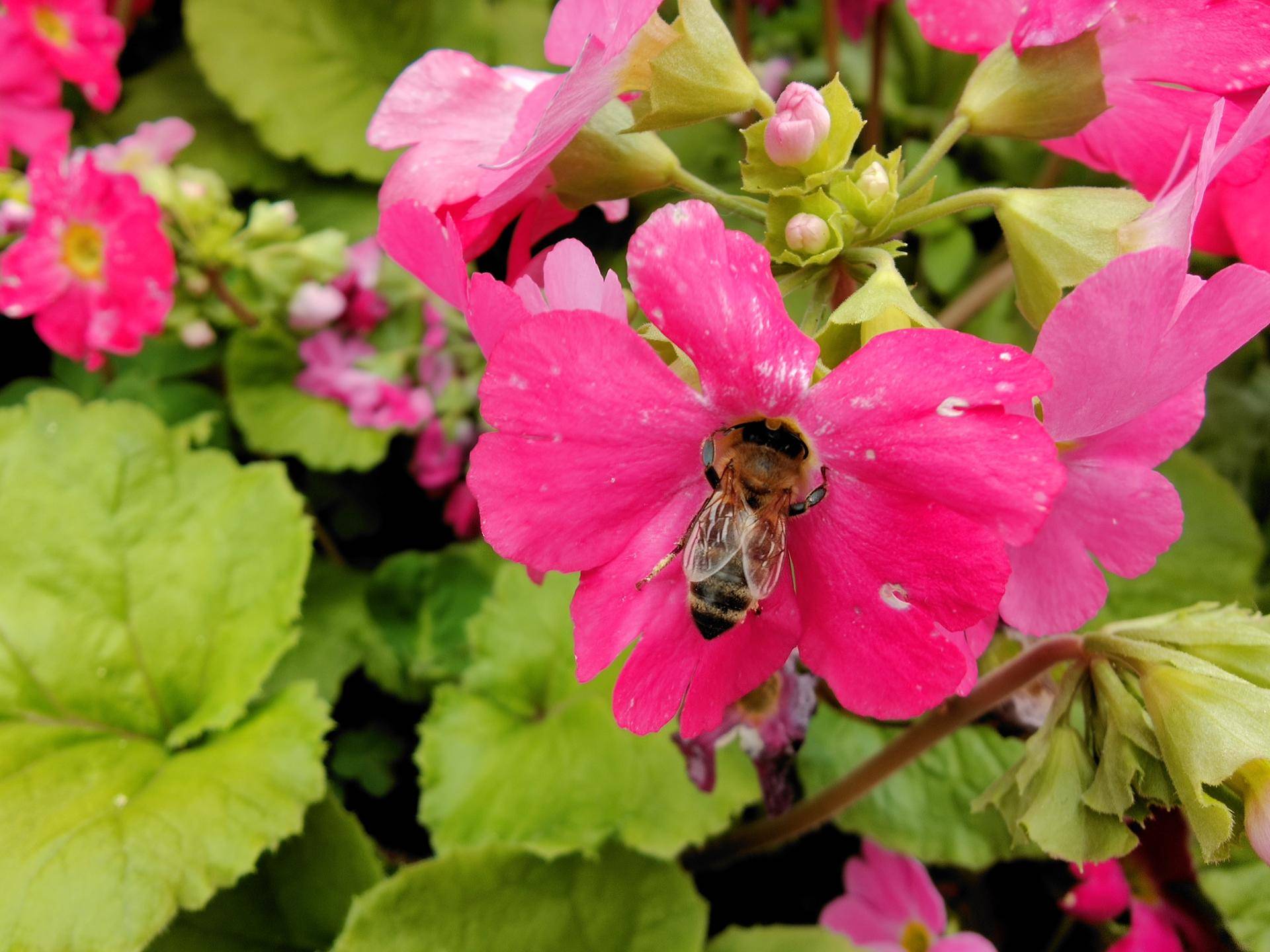 消费者视角评测,findx2pro发布多少钱