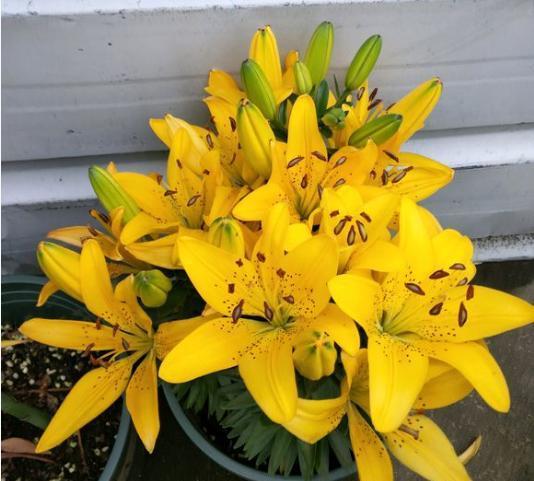 盆栽百合需要怎么施肥,百合花种球发芽后怎么施肥