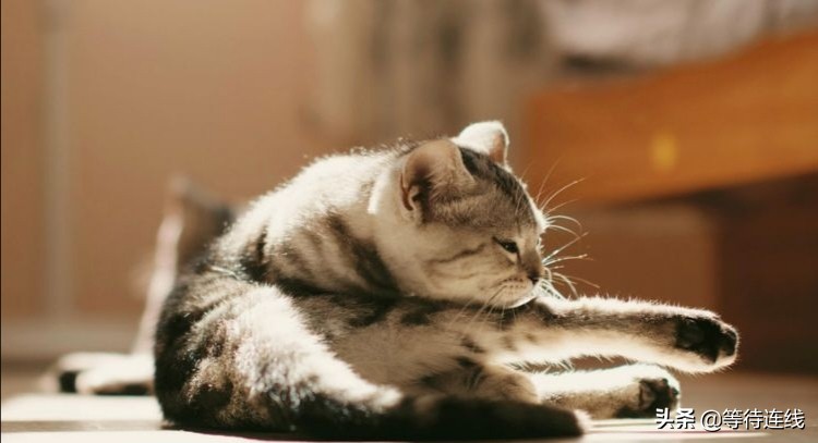 猫和老虎的故事的看图写话,老虎和猫的故事全文