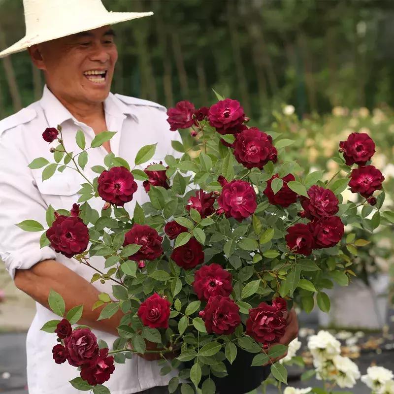 耐晒又香又好养的阳台月季,阳台月季好养吗