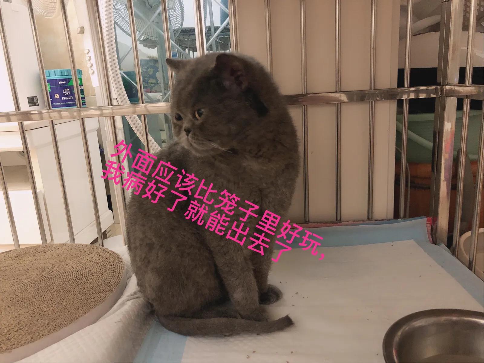 蓝猫加菲和美短能生出什么,蓝猫和长毛加菲猫的混种