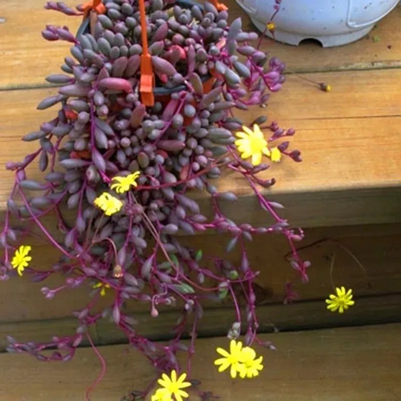 八种好看又好养的多肉，看看你家养了几种？