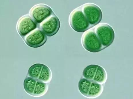 鱼类水产养殖需要哪些藻类,水产养殖显微镜下各种藻类