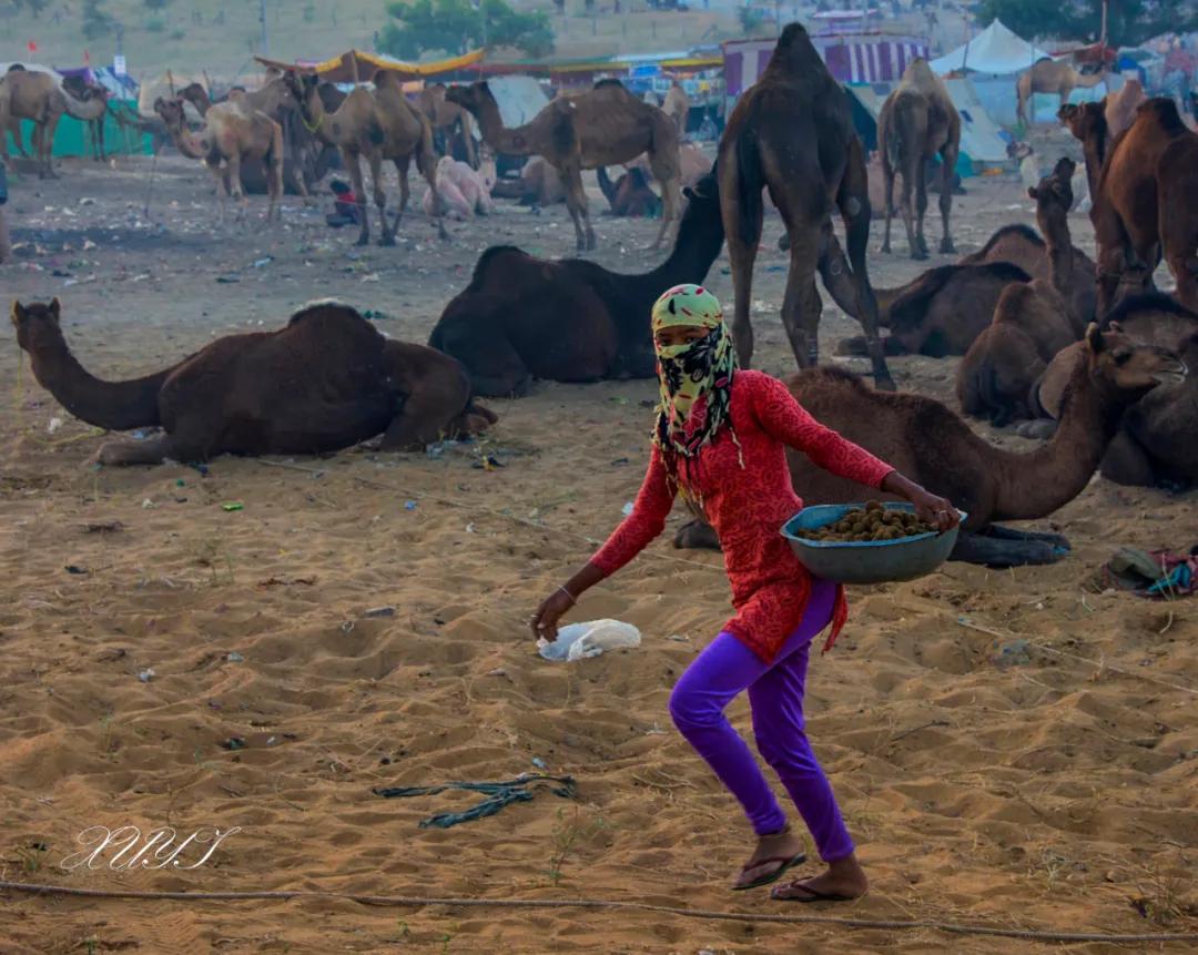 津门网徐屹：印度骆驼节上的人们（上）