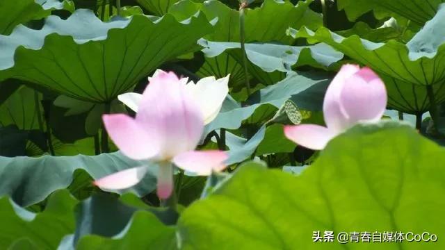 深圳荷花公园好去处,深圳荷花景点推荐