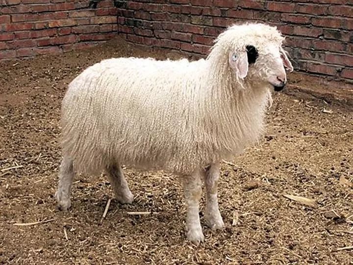 内蒙古什么品种的羊肉最好,内蒙古最好吃的羊肉吃哪一种