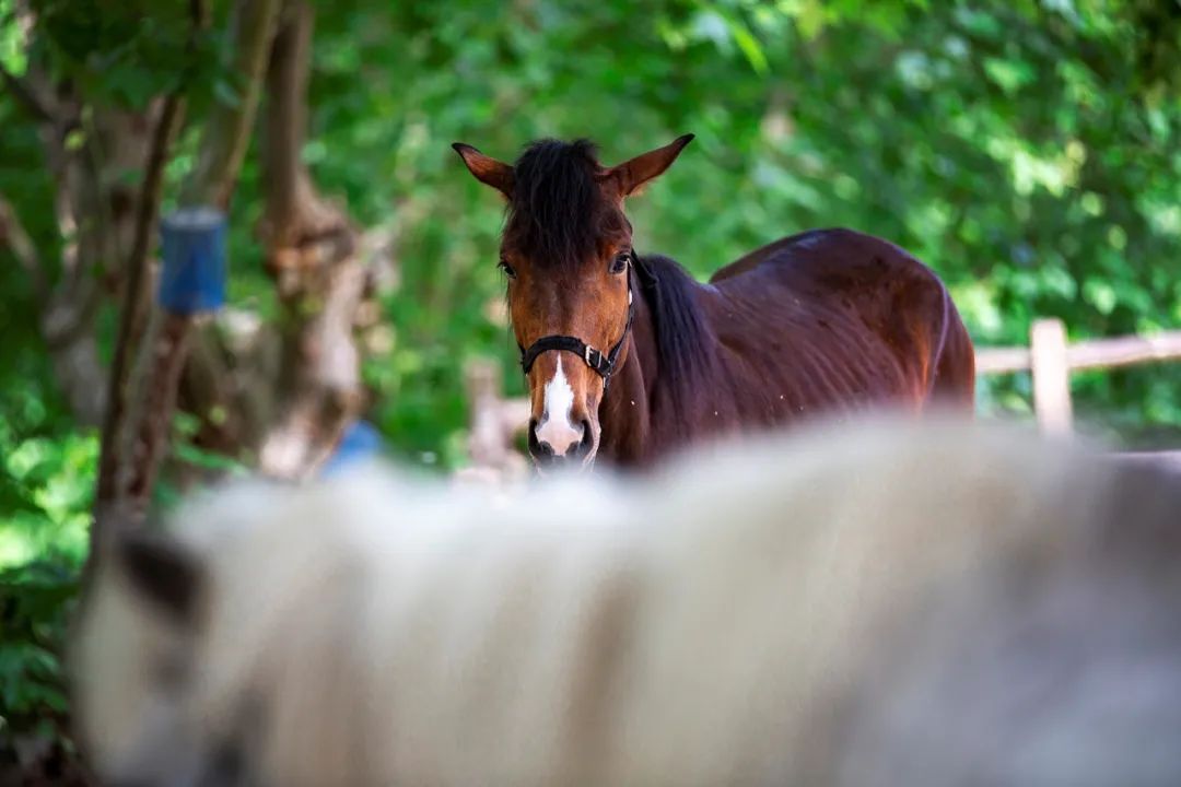 最新路虎卫士越野车,路虎卫士固特异at胎