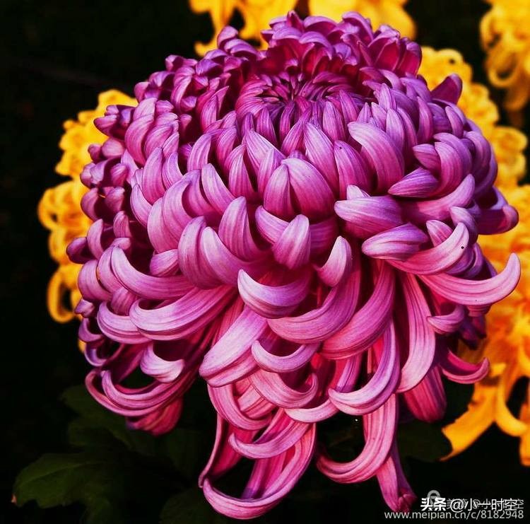 关于重阳节菊花的诗句,重阳节诗情画意