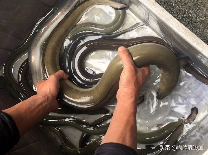 价值6.5万的河鳗，他却选择放生！同为鳗鱼，河鳗为何如此昂贵