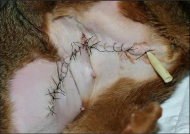 猫宫蓄脓什么症状,猫治疗乳腺炎吃什么药