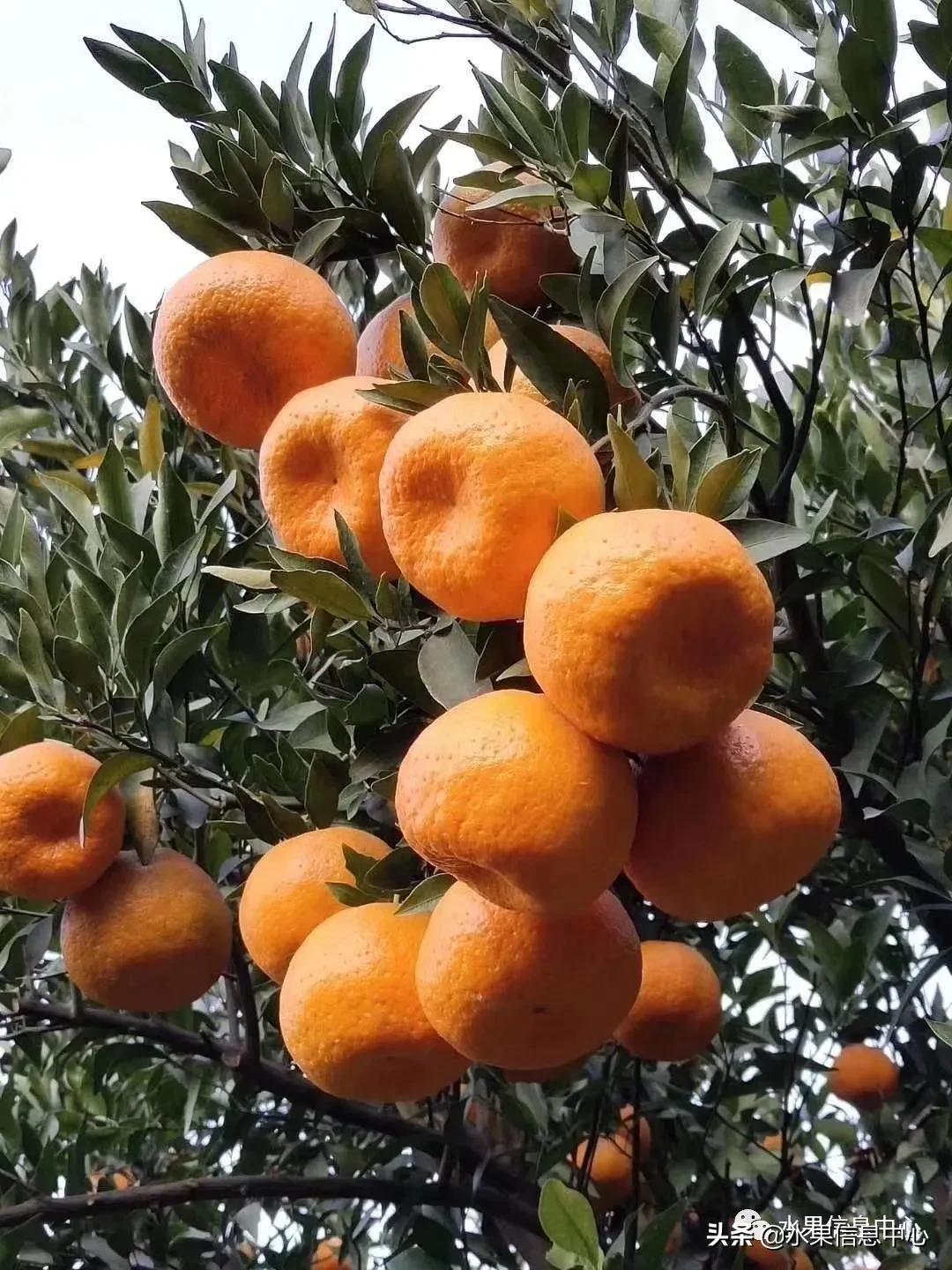 我国柑橘产区分布,柑橘产地行情