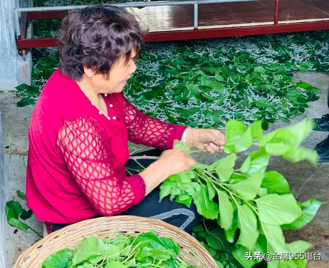 我和我的党支部简介,我和我的支部微视频营子村