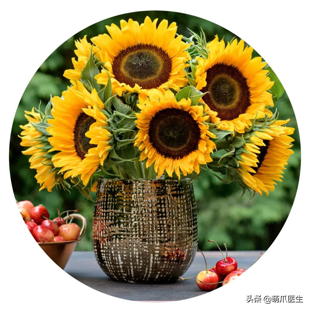 养猫能养啥花草,养了猫还可以养兔子吗