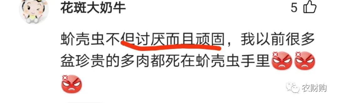 治蚧壳虫的土方法,用药指南蚧壳虫