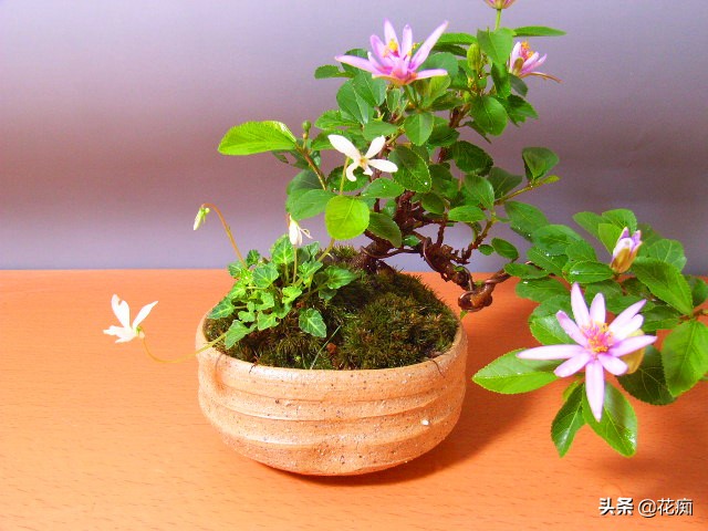 养不活睡莲,养不好花就种草