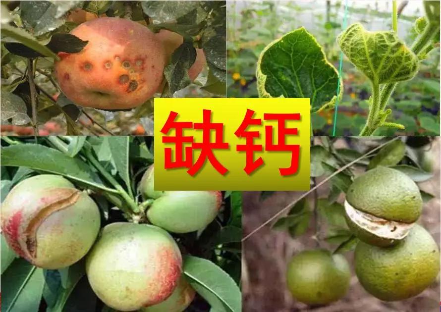 专家介绍天门冬氨酸钙,天门冬氨酸钙优缺点