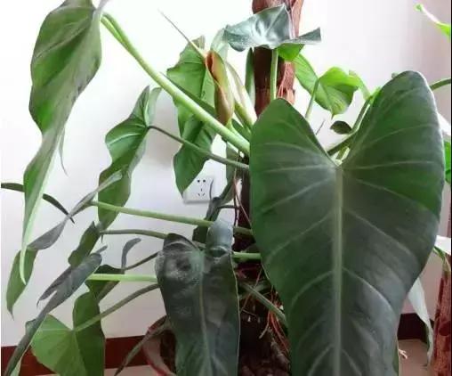 大叶绿萝养护方法及注意事项,大叶绿萝柱浇完水第二天就黄叶