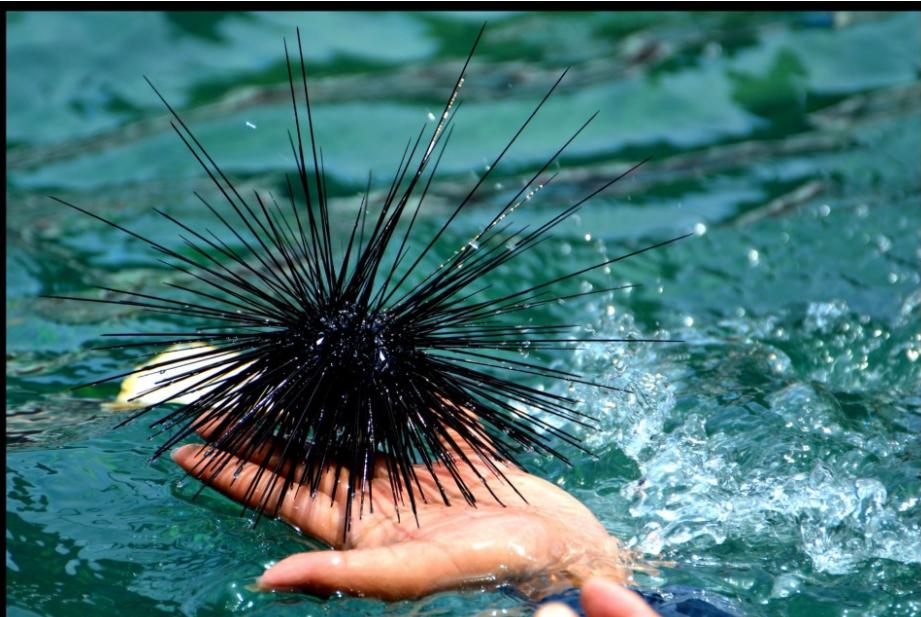 日本最可怕的七种食物,日本奇怪的食物