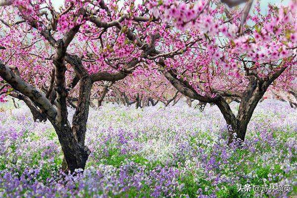 描写景物的作文素材句子,借春天的景物描写冬天的诗句