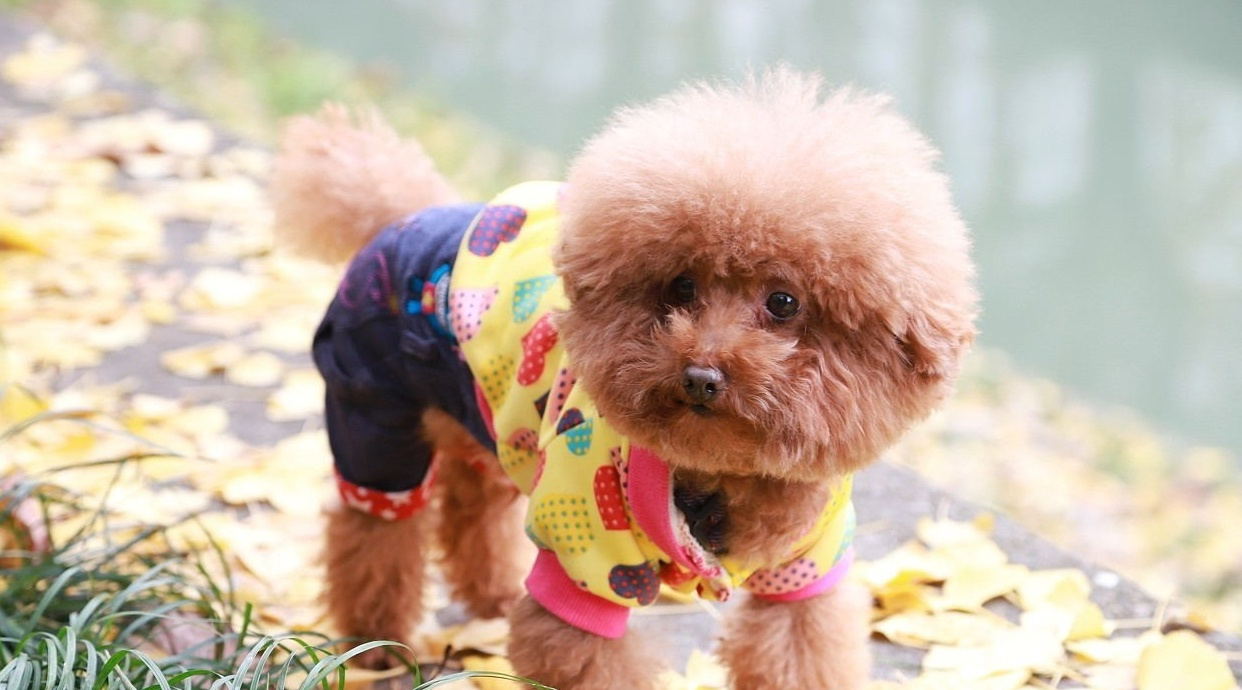 辨别泰迪真假视频,泰迪的智商和纯不纯有关系吗