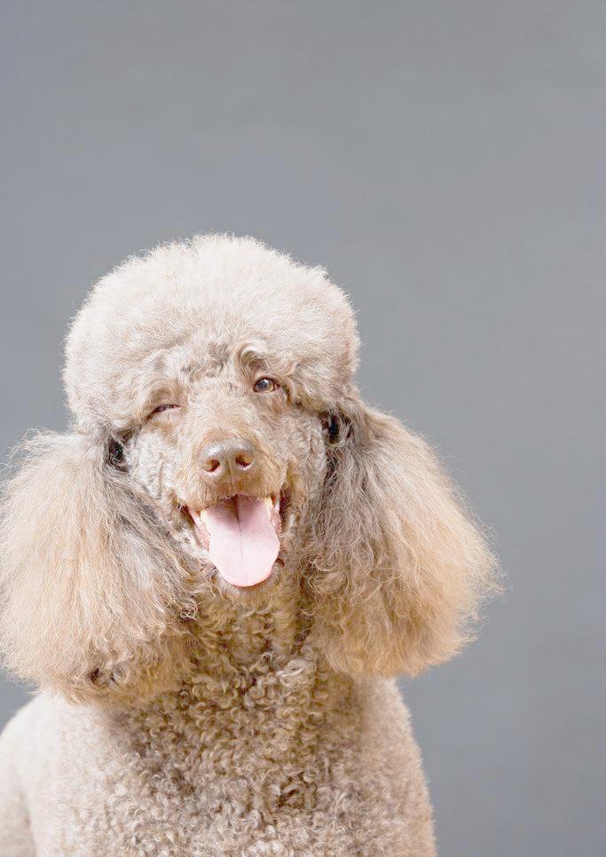 黑白花四眼宠物狗是什么品种,宠物狗智商排名前十名的品种