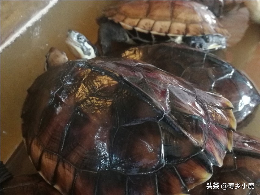 黄喉拟水龟苗子怎么养,黄喉拟水龟应该怎么放生