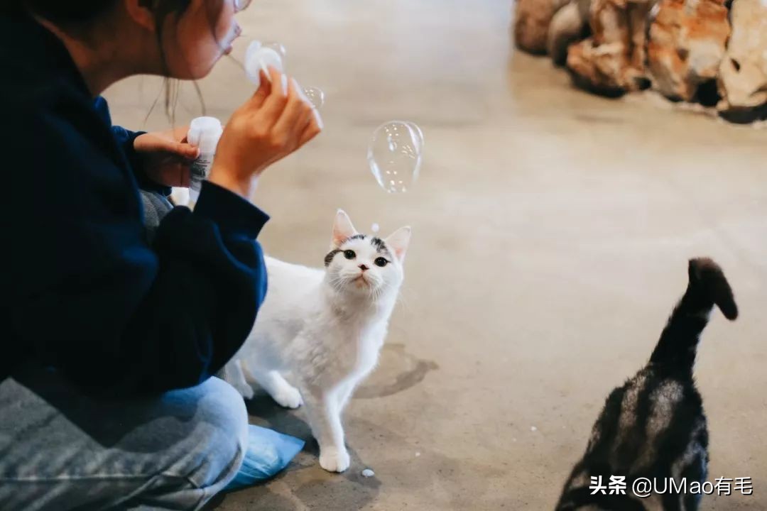 我们败了两款新型“猫*品毒**”孝敬主子，你猜哪种比较受猫欢迎？