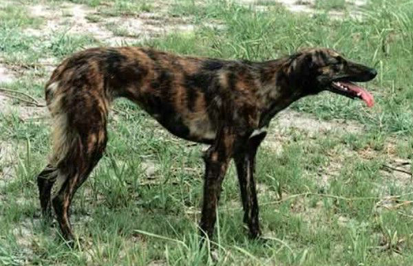 灵缇细狗雪地撵兔视频,意大利小灵缇犬撵兔视频