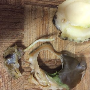 怎么快速的洗鲍鱼,冰冻鲍鱼怎么洗才干净