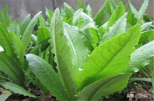 种植致富路,夏季大棚莴笋的种植技术