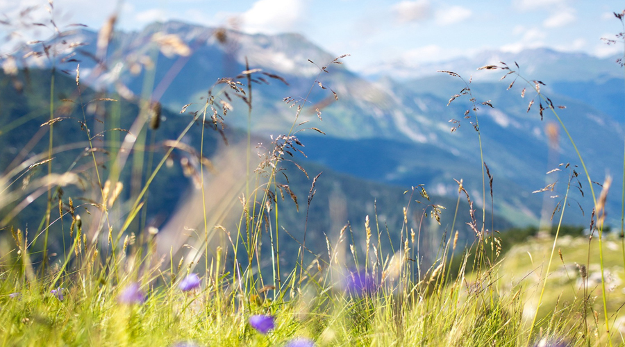 道家和儒家的观点之争,道家的整体观