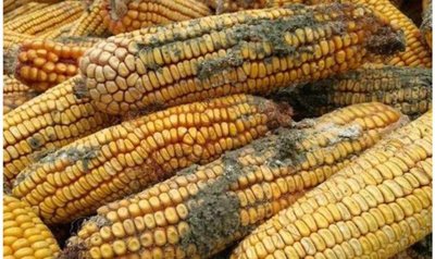 玉米发霉会产生哪些霉素,玉米发霉发臭有危害吗