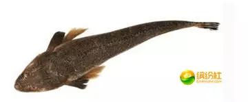 舟山4月份海鲜攻略,舟山海鲜代加工攻略