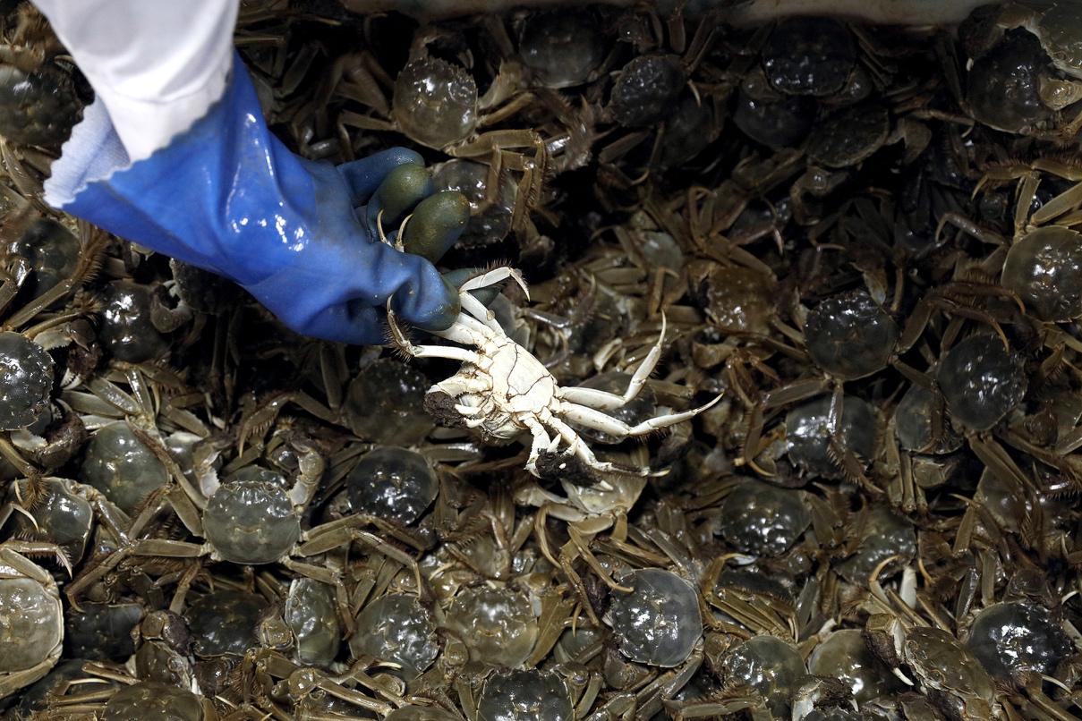 怎么保存螃蟹才能存放更久一些,螃蟹怎么保存可以在冰箱保存几天