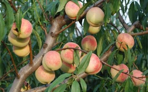 桃子成熟期腐烂是什么病怎么防治,桃子缩果病防治