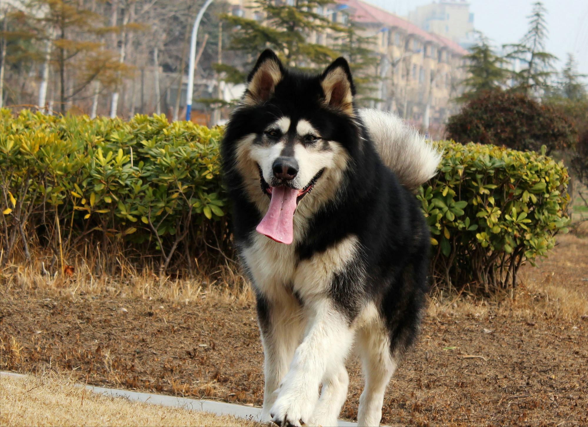 阿拉斯加体臭怎么去除,阿拉斯加怎么去除体臭