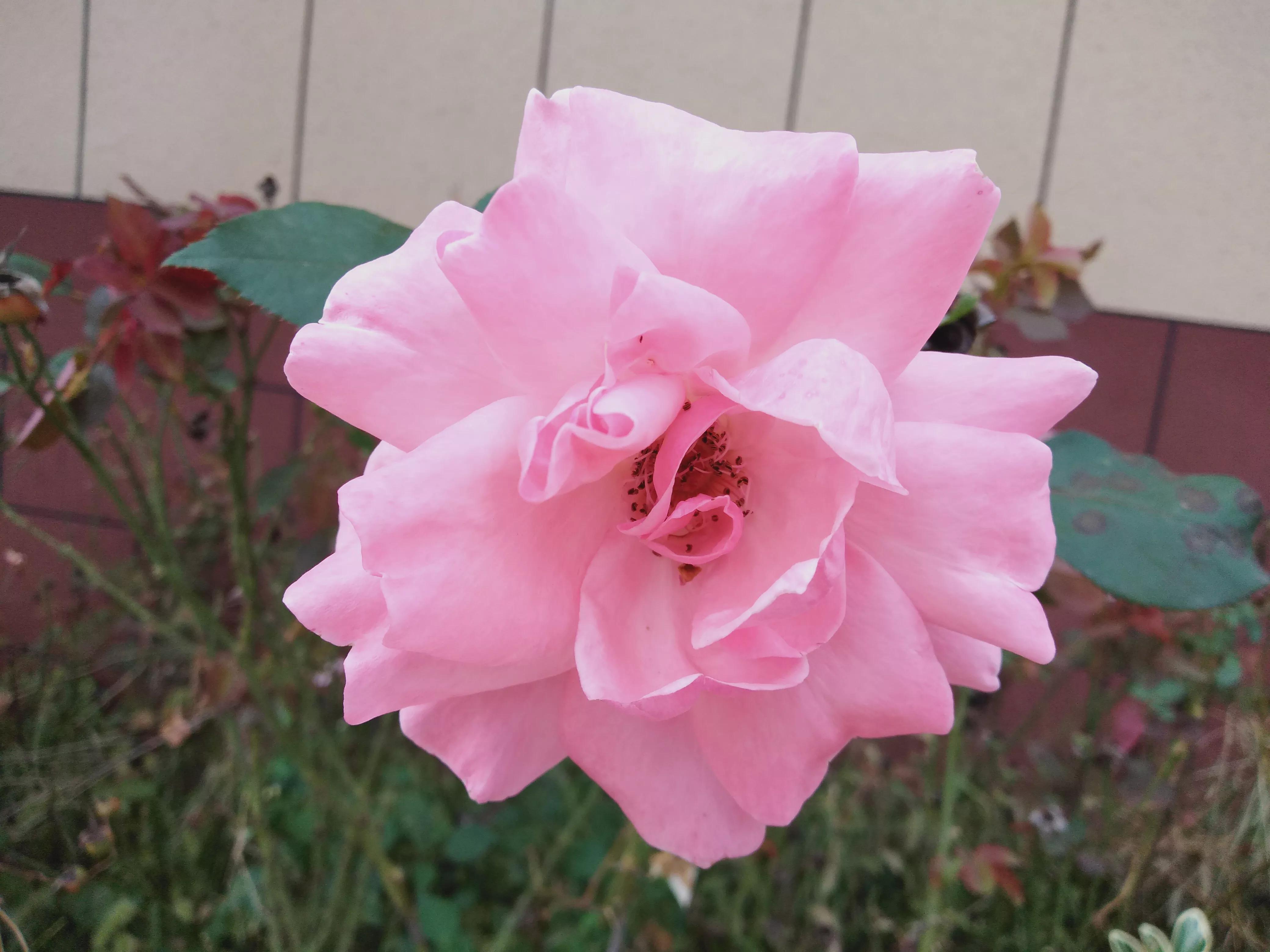 二十四节气中属于春天的节气有,二十四节气歌课文与节气对应图