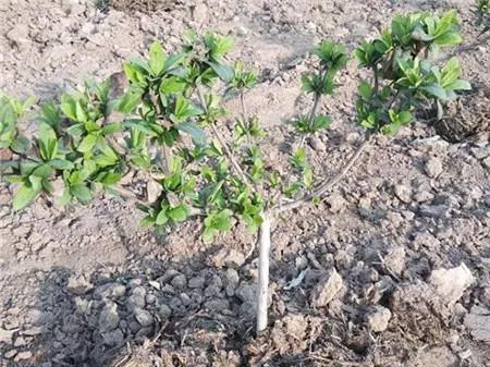 战疫助农滞销品突然销售火爆,战疫助农数据