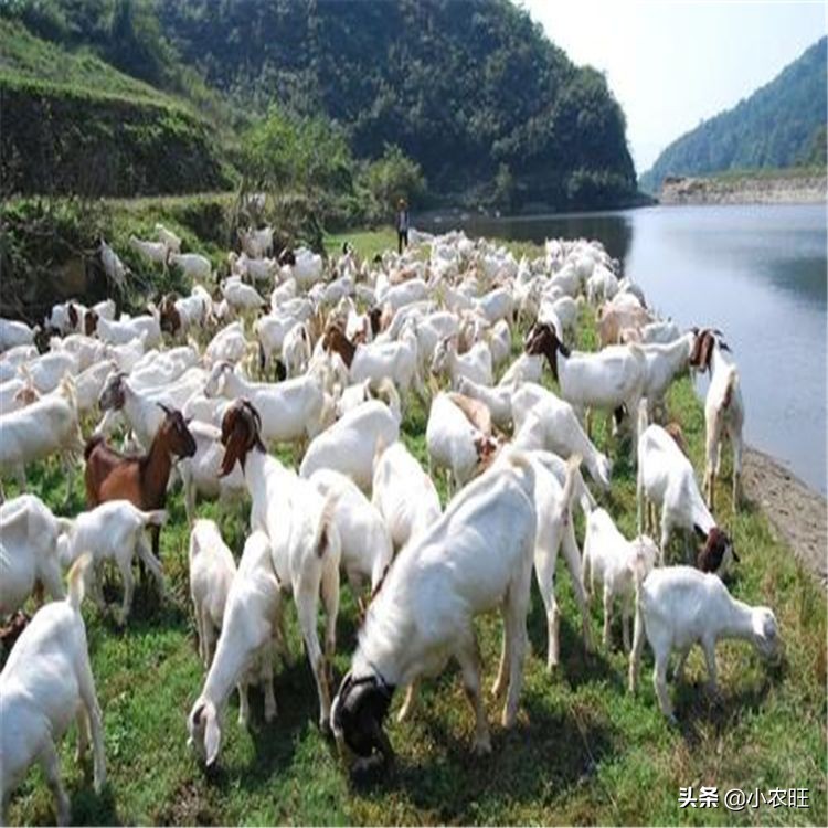 哪些农业创业项目好做,农业创业的优势与劣势