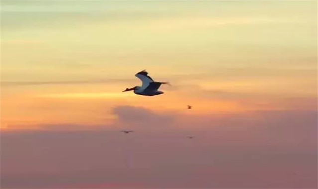 10句诗经经典名句集锦,诗经名句大全简短励志