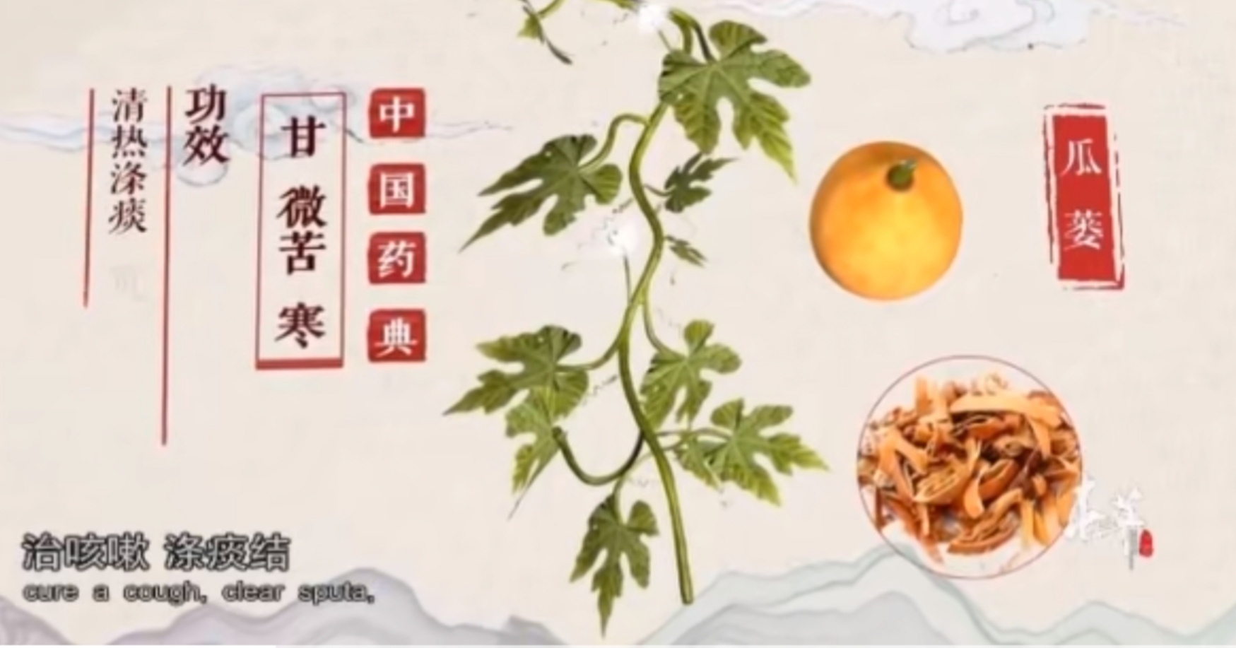 瓜蒌栽培技术视频,中药材瓜蒌种植技术与方法