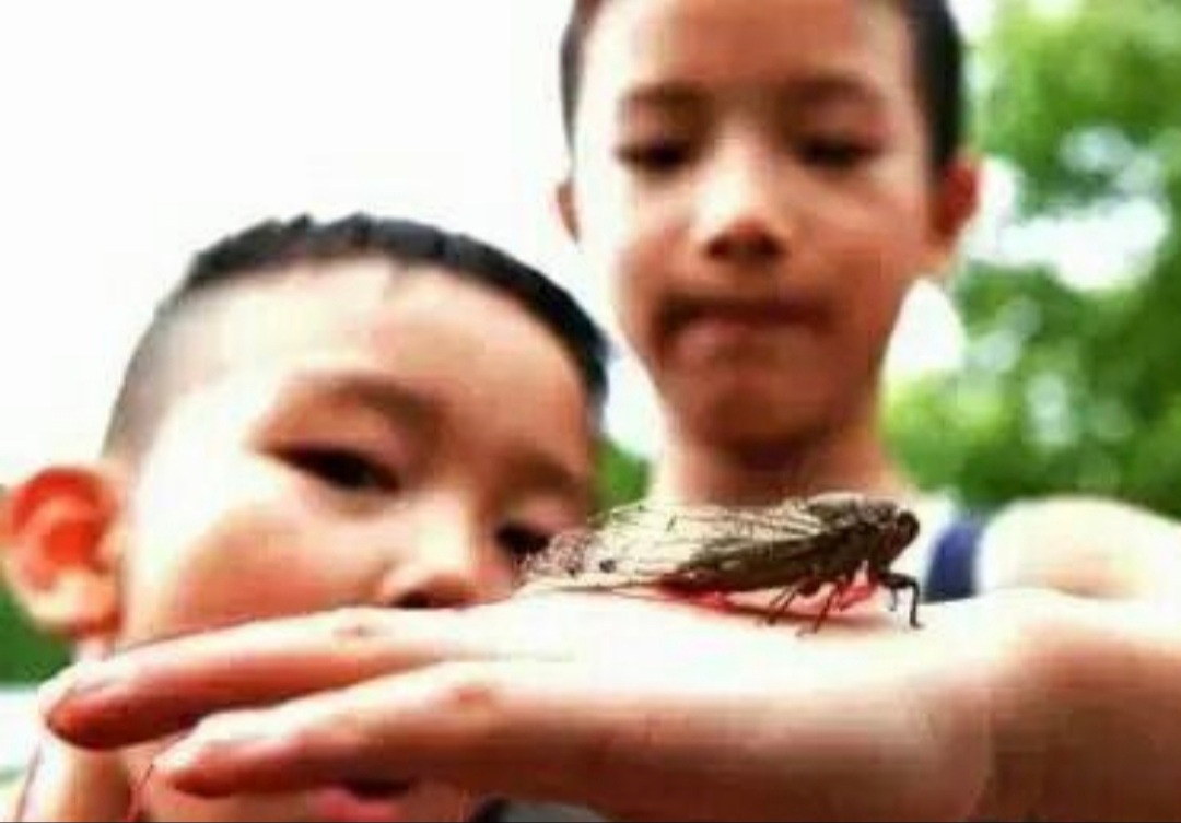 童年记忆里的小虫子,儿时的记忆夏天的风