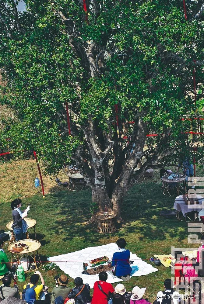 古树茶贵但贵的不一定是古树,古树茶好喝吗值得买吗知乎