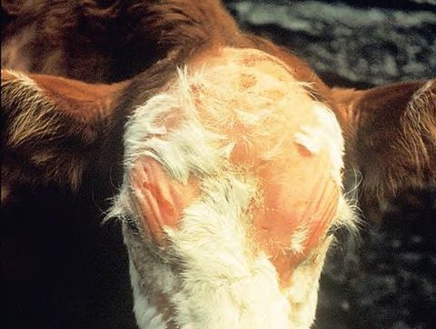 牛怀孕两个月可以用驱虫药吗,怀孕牛用什么药驱虫安全高效