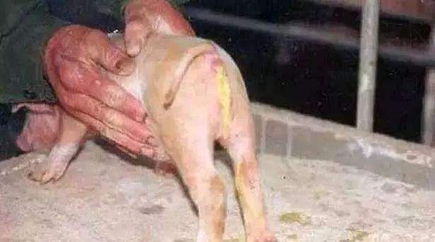 仔猪刚打疫苗拉稀能喂药吗,仔猪拉稀母猪吃点什么药